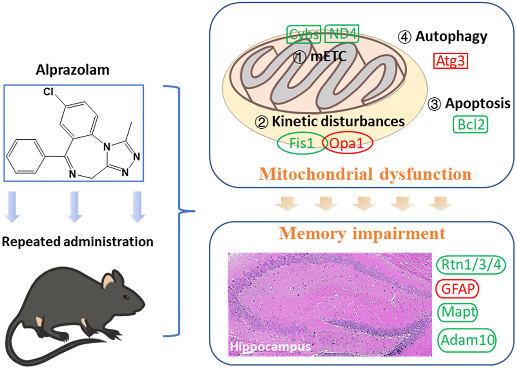 Mitochondrial dysfunction following repeated administration of alprazolam causes attenuation of hippocampus-dependent memory consolidation in mice.
