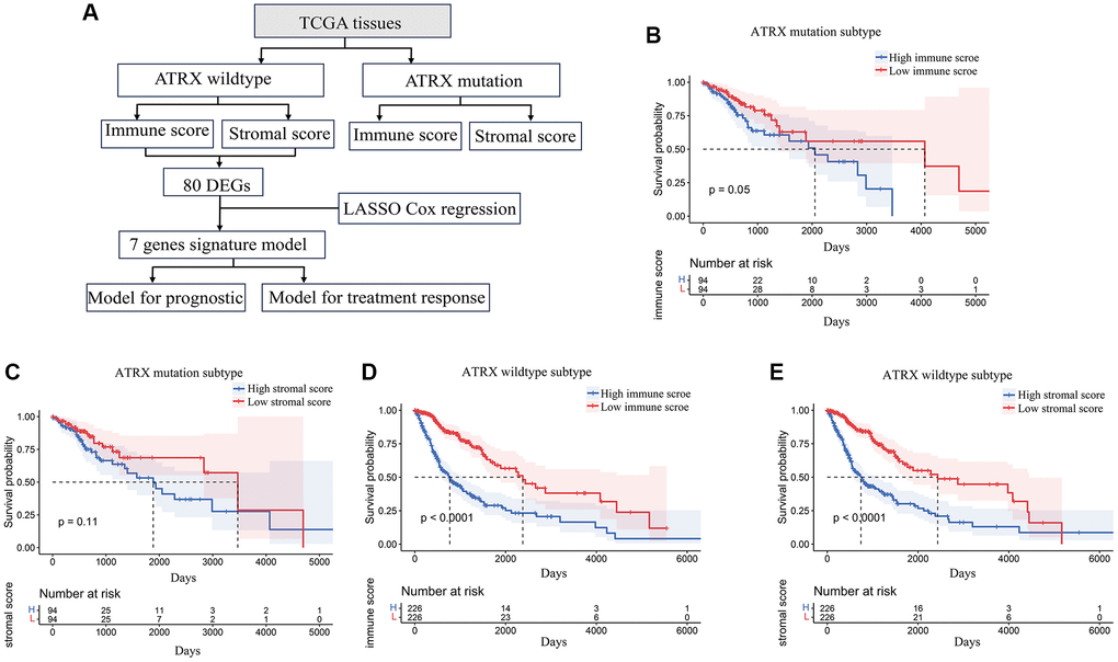 Stromal and immune scores were associated with survival in ATRX-wt glioma patients. (A) Flow chart of the analytical process in this study. (B) Kaplan-Meier survival analysis for ATRX-mt glioma patients in the high- and low-immune-score groups. (C) Kaplan-Meier survival analysis for ATRX-mt glioma patients in the high- and low-stromal-score groups. (D) Kaplan-Meier survival analysis for ATRX-wt glioma patients in the high- and low-immune-score groups. (E) Kaplan-Meier survival analysis for ATRX-wt glioma patients in the high- and low-stromal-score groups.