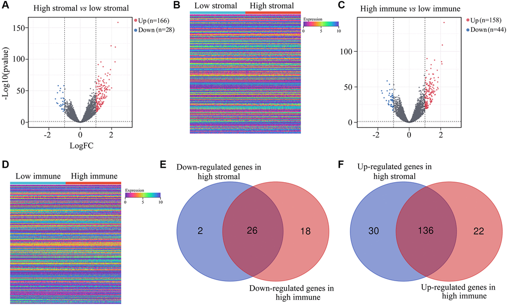 DEGs in ATRX-wt glioma tissues with high vs. low stromal/immune scores. (A) Volcano plot showing the DEGs between the high- and low-stromal-score groups of ATRX-wt glioma tissues. (B) Heat map showing the DEGs between the high- and low-stromal-score groups of ATRX-wt glioma tissues. (C) Volcano plot showing the DEGs between the high- and low-immune-score groups of ATRX-wt glioma tissues. (D) Heat map showing the DEGs between the high- and low-immune-score groups of ATRX-wt glioma tissues. (E) Overlapping downregulated genes between the high-stromal-score and high-immune-score groups of ATRX-wt glioma tissues. (F) Overlapping upregulated genes between the high-stromal-score and high-immune-score groups of ATRX-wt glioma tissues.