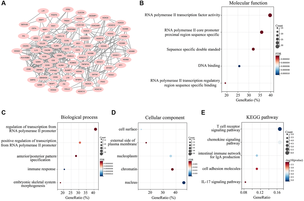 Landscape of the 162 overlapping DEGs. (A) A PPI network was constructed using the 162 overlapping DEGs, and isolated genes were removed. Genes in the PPI network were set as candidate hub genes. (B) Molecular Function analysis of candidate hub genes. (C) Biological Process analysis of candidate hub genes. (D) Cellular Component analysis of candidate hub genes. (E) KEGG analysis of candidate central genes.