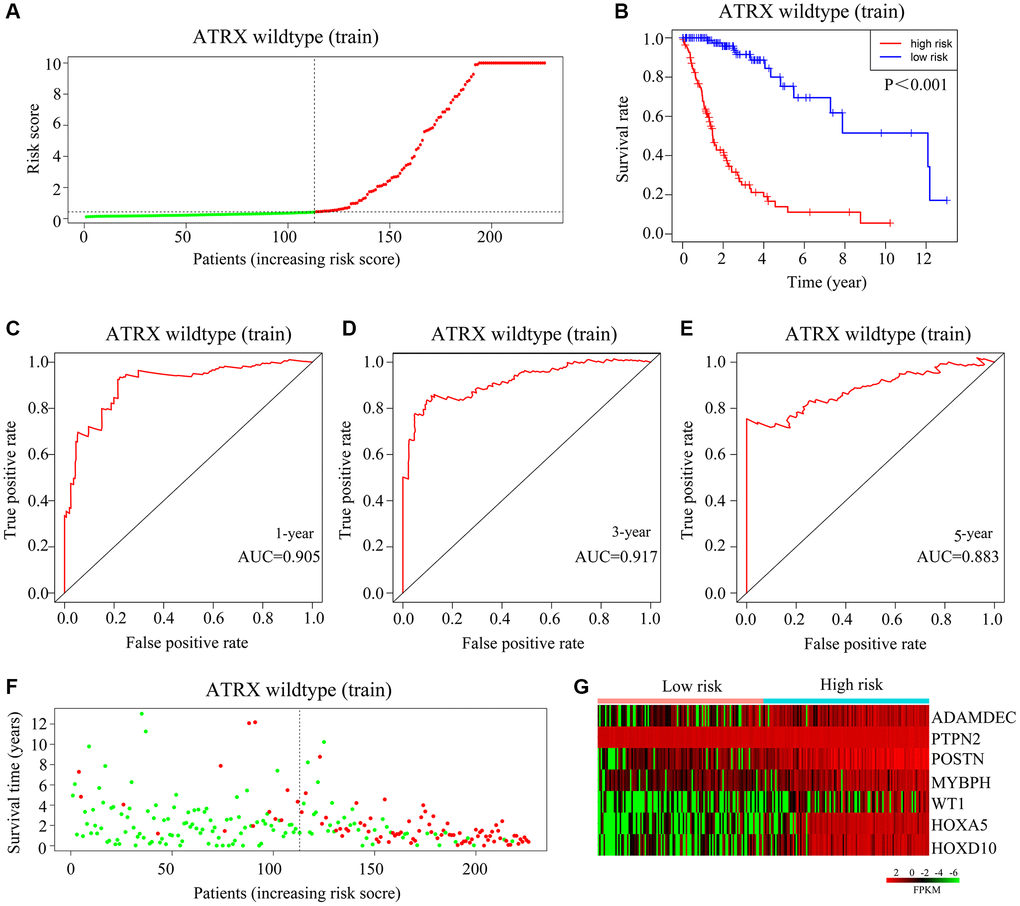 Validation of the applicability of the risk model in the training cohort of ATRX-wt glioma patients. (A) ATRX-wt glioma patients in the training cohort were divided into high- and low-risk-score groups based on the median risk score. (B) Survival differences between ATRX-wt glioma patients in the high- and low-risk-score groups in the training cohort. (C–E) Prognostic value of the risk model for the one-, three- and five-year survival of ATRX-wt glioma patients in the training cohort. (F) Deaths of ATRX-wt glioma patients in the high- and low-risk-score groups in the training cohort (green dots represent living cases; red dots represent dead cases). (G) Expression of HOXA5, PTPN2, WT1, HOXD10, POSTN, ADAMDEC1 and MYBPH in glioma patients in the high- and low-risk-score groups in the training cohort.