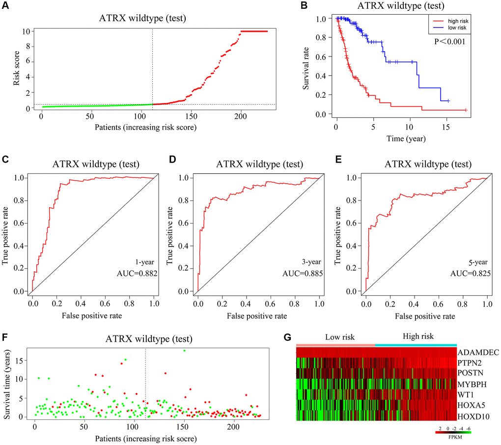 Validation of the applicability of the risk model in the test cohort of ATRX-wt glioma patients. (A) ATRX-wt glioma patients in the test cohort were divided into high- and low-risk-score groups based on the median risk score. (B) Survival differences between ATRX-wt glioma patients in the high- and low-risk-score groups in the test cohort. (C–E) Prognostic value of the risk model for one-, three- and five-year survival in ATRX-wt glioma patients in the test cohort. (F) Deaths of ATRX-wt glioma patients in the high- and low-score groups in the test cohort (green dots represent living cases; red dots represent dead cases). (G) Expression of HOXA5, PTPN2, WT1, HOXD10, POSTN, ADAMDEC1 and MYBPH in glioma patients in the high- and low-risk-score groups of the test cohort.