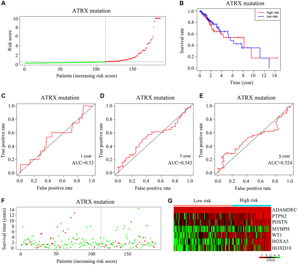 Validation of the applicability of the risk model in ATRX-mt glioma patients from TCGA. (A) ATRX-mt glioma patients from TCGA were divided into high- and low-risk-score groups based on the median risk score. (B) Survival differences between the high- and low-risk-score groups of ATRX-mt glioma patients from TCGA. (C–E) Prognostic value of the risk model for the one-, three- and five-year survival of ATRX-mt glioma patients from TCGA. (F) Deaths of ATRX-mt glioma patients from TCGA in the high- and low-risk-score groups (green dots represent living cases; red dots represent dead cases). (G) Expression of HOXA5, PTPN2, WT1, HOXD10, POSTN, ADAMDEC1 and MYBPH in ATRX-mt glioma tissues from the high- and low-risk-score groups.