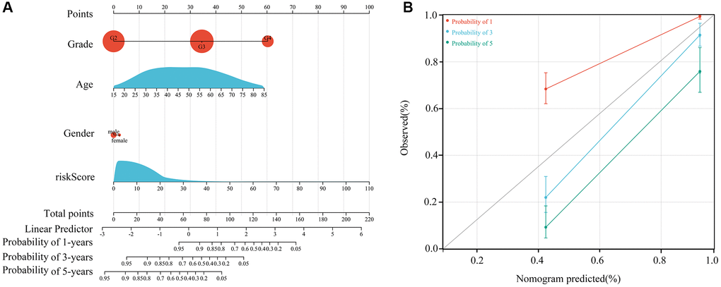 Construction of the nomogram. (A) Construction of a nomogram using age, sex, grade and risk score. (B) Nomogram in glioma patients with one-, three- and five-year survival.