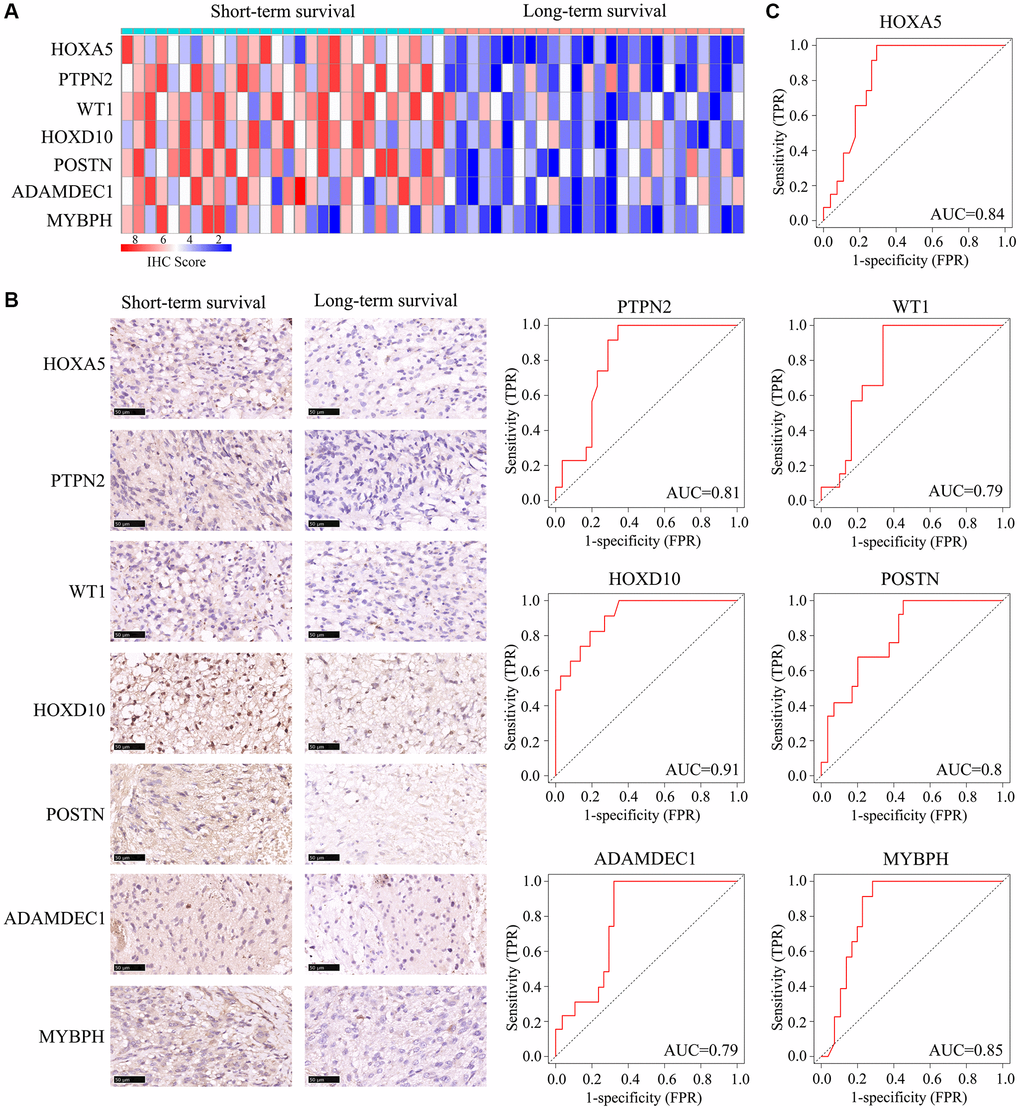Expression of HOXA5, PTPN2, WT1, HOXD10, POSTN, ADAMDEC1 and MYBPH in ATRX-wt glioma tissues. ATRX-wt patients were divided into long-term and short-term survival groups based on a cut-off of 15 months. (A) Immunohistochemistry scores for HOXA5, PTPN2, WT1, HOXD10, POSTN, ADAMDEC1 and MYBPH in ATRX-wt glioma tissues. (B) Representative plots of HOXA5, PTPN2, WT1, HOXD10, POSTN, ADAMDEC1 and MYBPH expression in ATRX-wt glioma tissues from the long- and short-term survival groups. (C) Prognostic value of HOXA5, PTPN2, WT1, HOXD10, POSTN, ADAMDEC1 and MYBPH1 in distinguishing ATRX-wt glioma patients with long- and short-term survival.