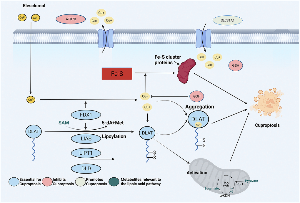 Schematic illustration indicates the mechanism of cuproptosis induction and research design.