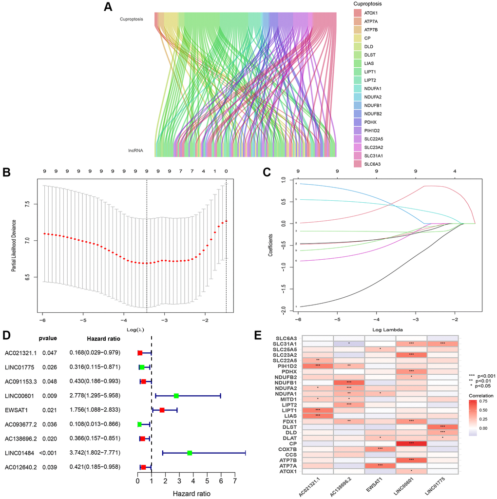 Identification of significant prognosis CuRLs. (A) Sankey diagram depicting the relationships between 25 cuproptosis-related genes and CuRLs co-expression. (B) LASSO Cox regression analysis revealed 9 CuRLs based LASSO cross validation plot. (C) LASSO coefficient of 9 CuRLs. (D) Forest plot of 9 one-way Cox regressions derived with prognosis-related lncRNAs. (E) Correlation heatmap of the association of 5 signature lncRNAs with cuproptosis-related genes.