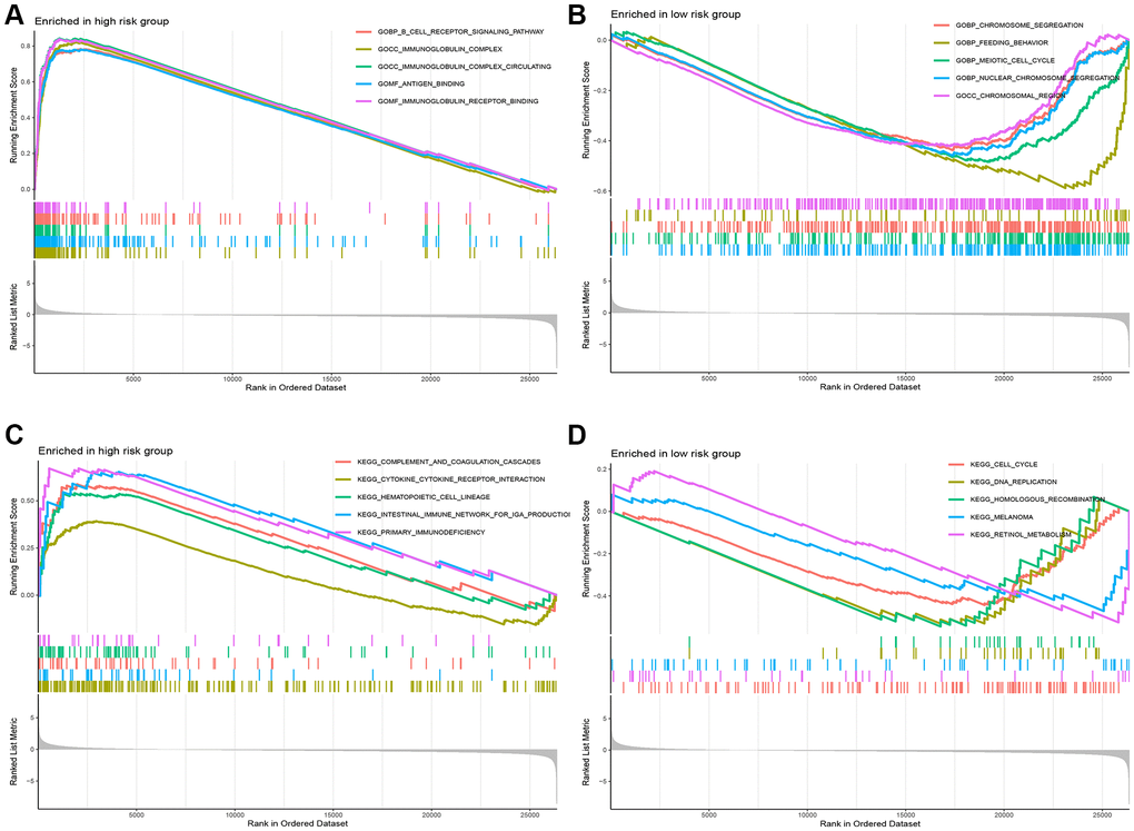 Functional analysis between the high-risk and low-risk groups. (A, B) The pathways of GO enriched in the low- and high-risk group. (C, D) The pathways of KEEG enriched in the low- and high-risk group.