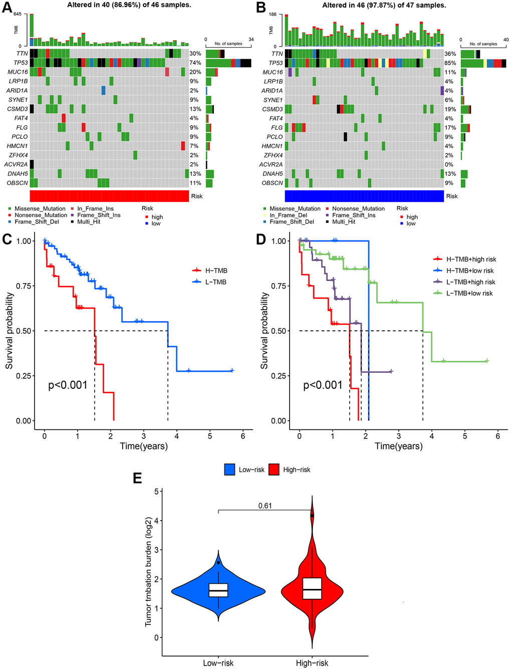 Tumor mutation burden (TMB) analysis. (A, B) Waterfall plots of somatic mutation characteristics in the two groups. (C) Kaplan-Meier survival curves between the high- and low-TMB groups. (D) Kaplan-Meier survival curves between the four groups. (E) TMB between the low-risk and high-risk groups.