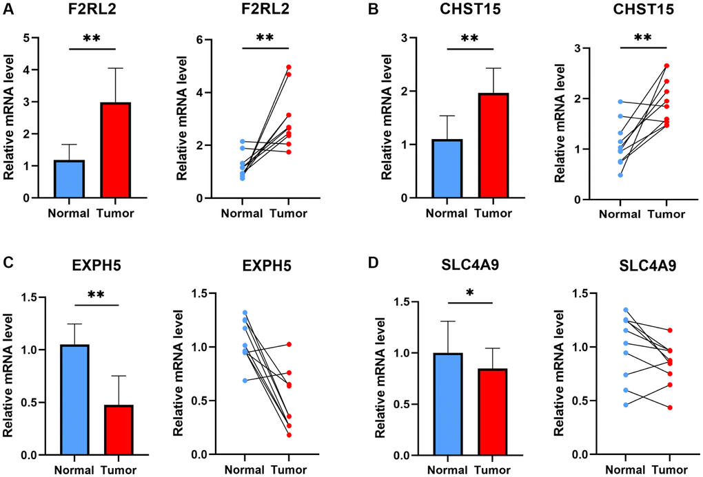 The experiment of ESCC risk-related genes. The expression of F2RL2 (A), CHST15 (B), EXPH5 (C), and SLC4A9 (D) in normal esophageal tissue and ESCC tissue of patients. t-test was used to compare the expression of genes between normal and tumor. (*p **p 