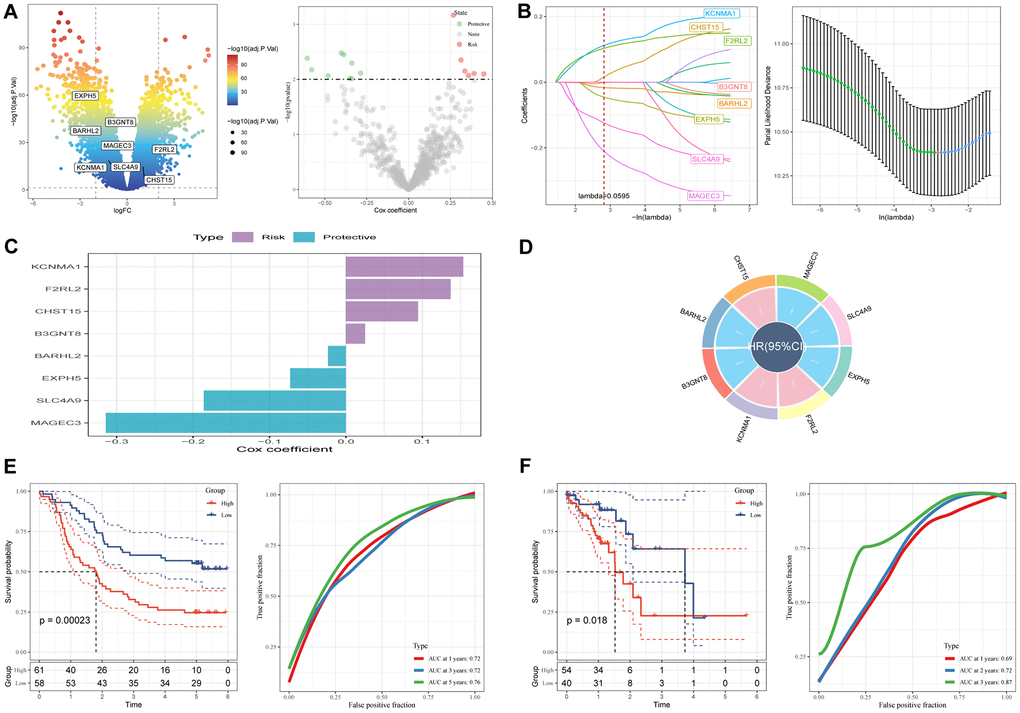 A novel risk signature constructed based on several SCRGs. (A) Volcano plot of differentially expressed genes between tumor and normal samples in GSE53624 cohort. Volcano plot of prognosis-correlated genes obtained by univariate Cox regression analysis. (B) Each independent variable’s trajectory and distributions for the lambda. (C) The multivariate Cox coefficients for each gene in the risk signature. (D) Circle plot showing each gene in the risk signature. (E) K-M and ROC curves of the risk signature in GSE53624 cohort. (F) K-M and ROC curves of the risk signature in TCGA cohort.