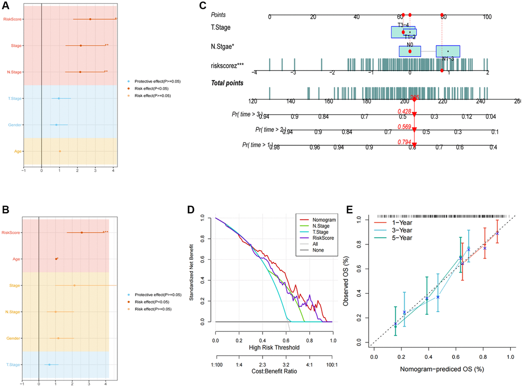 Development of a novel nomogram integrating the risk signature and several clinicopathologic features. (A) Results of univariate Cox regression analysis based on risk score and clinicopathologic features. (B) Results of multivariate Cox regression analysis based on risk score and clinicopathologic features. (C) Construction of the nomogram integrating the T, N-stage and risk score. (D) Decision curve for nomogram. (E) Calibration curves for 1, 2, and 3 years of nomogram. (*P **P ***P 