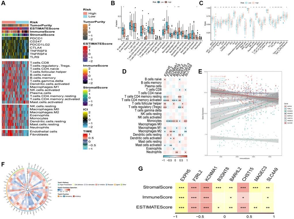 The immune infiltrations analysis. (A) Heatmap of results on immune cells of tumor microenvironment (TME) in ESCC with multialgorithm, including existing data from platform TIMER and MCP-counter. TME-related scores were exhibited in the top bar. (B) Comparison of proportions of 22 immune-related cells between high-and-low-risk groups. (C) Comparison of proportions of immune-related functions between high-and-low-risk groups. (D) Correlations between eight hub genes and 22 immune-related cells. (E) Correlations between the eight genes and immune score. (F) The correlation analysis between eight hub genes and 75 immune-associated genes. (G) Correlations between the eight genes and immune score, stromal score, estimate score. (*P **P ***P 