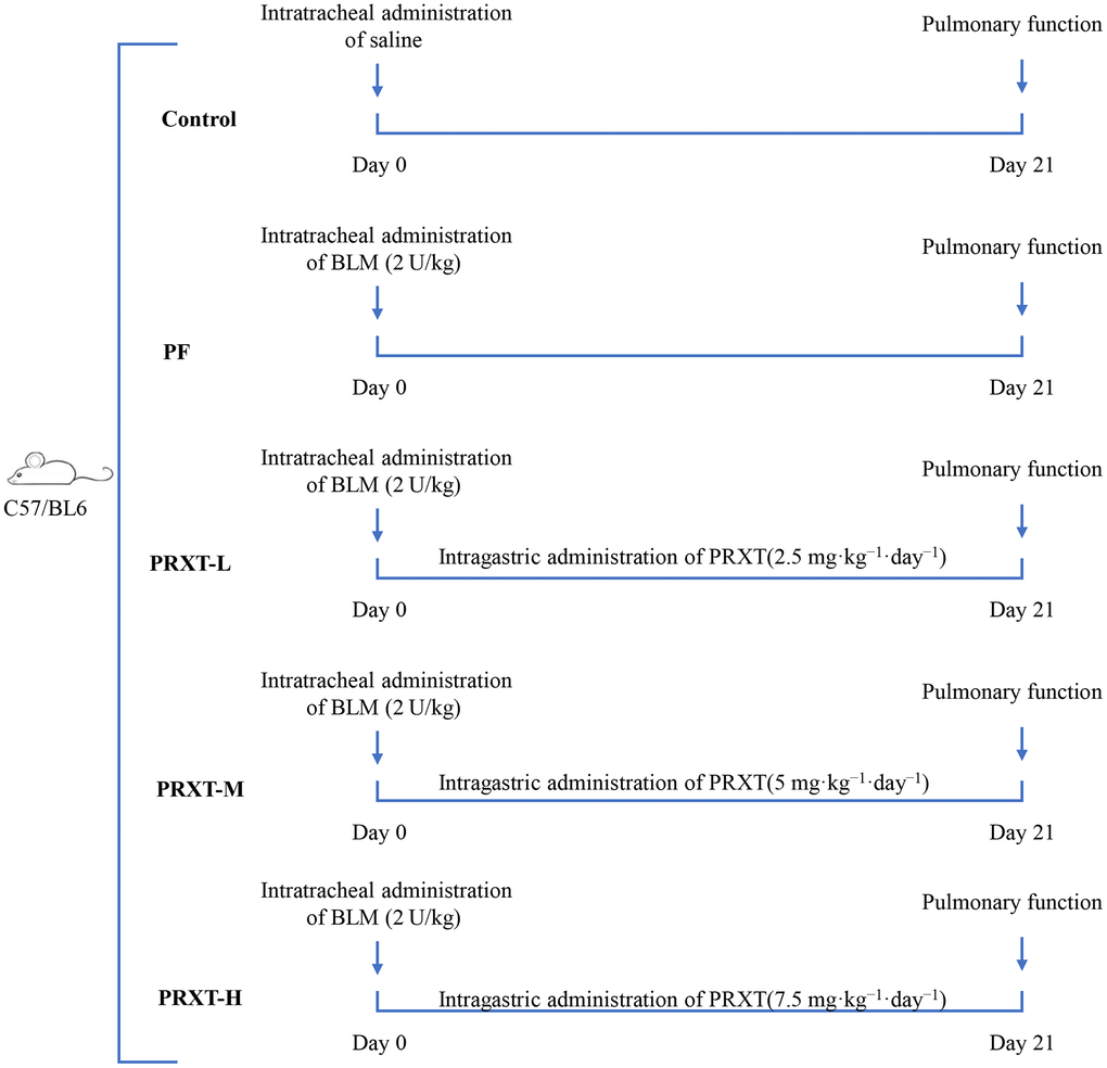 Flow chart presenting the experimental protocol of in vivo study.