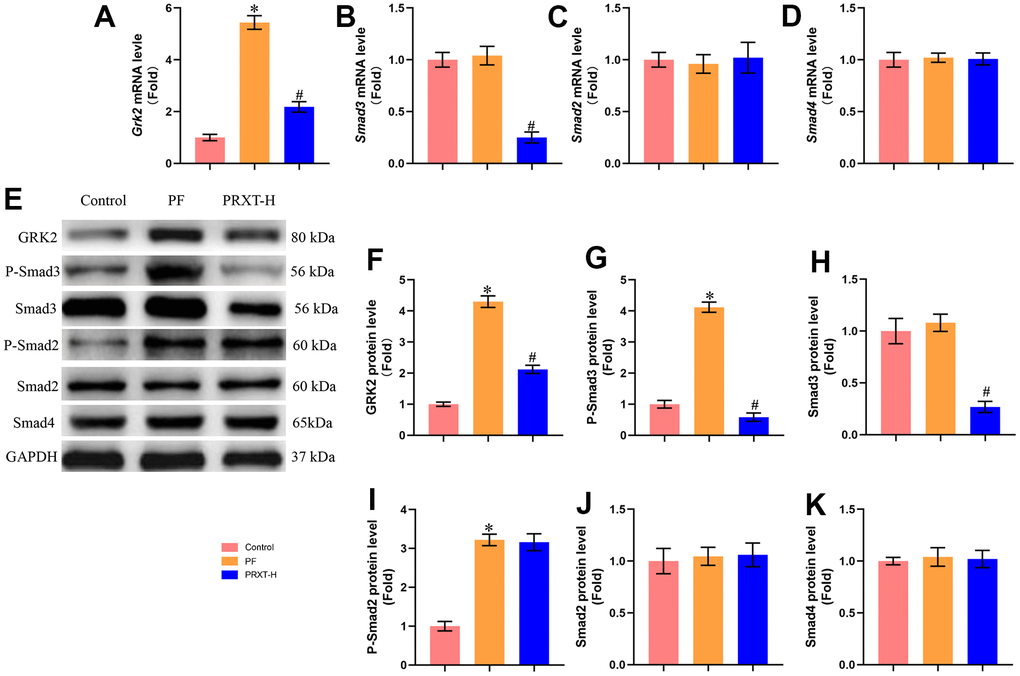 PRXT promoted the expression of GRK2 and Smad3 in lung tissues from bleomycin-induced mice. (A–D) Relative mRNA expression levels of Grk2, Smad3, Smad2, and Smad4 in murine lung tissues (n=5). (E–K) Representative western blotting images of GRK2, P-Smad3, Smad3, P-Smad2, Smad2, and Smad4 and their quantification in murine lung tissues (n=5). *P #P −1·day−1).