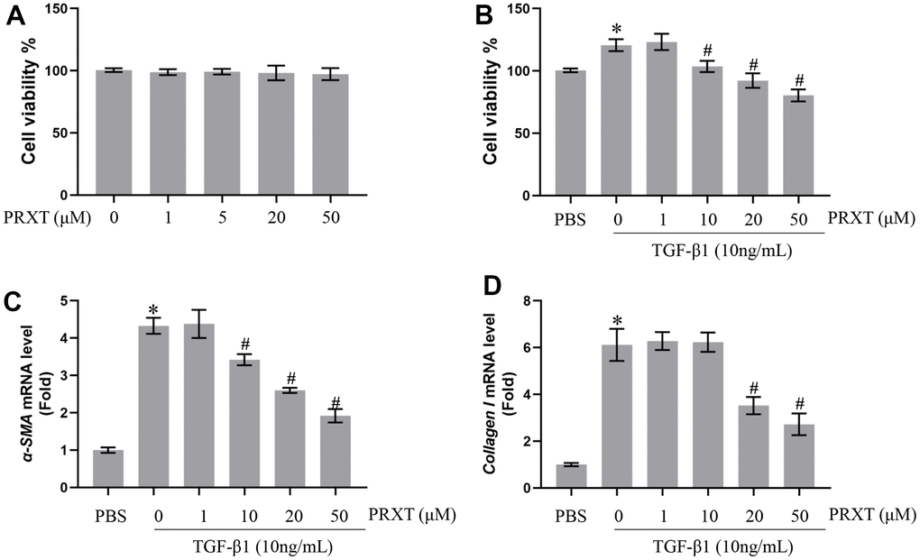 PRXT inhibited TGF-β1-induced activation of lung fibroblasts in a concentration-dependent manner. (A) Cell viability in primary lung fibroblasts treated with different concentrations of PRTX (n=5). (B) Cell viability in TGF-β1-induced primary lung fibroblasts treated with different concentrations of PRTX (n=5). (C, D) Relative mRNA expression levels of α-SMA and Collagen I in primary lung fibroblasts (n=5). *P #P 