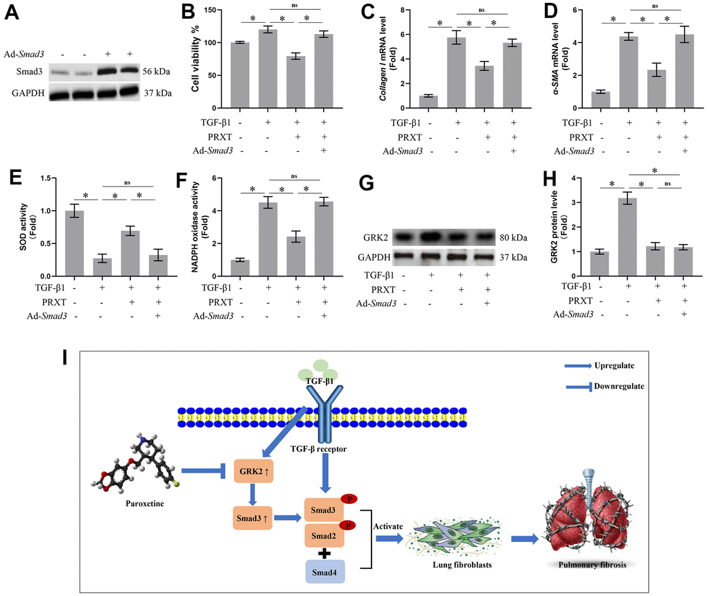 Smad3 overexpression offset PRXT-elicited protection against TGF-β1-induced activation of lung fibroblasts. (A) Representative western blotting images of Smad3 in primary lung fibroblasts transfected with Ad-Smad3. (B) Cell viability in the indicated groups (n=5). (C, D) Relative mRNA expression levels of Collagen I and α-SMA in the indicated groups (n=5). (E, F) SOD activity and NADPH oxidase activity (n=5). (G, H) Representative western blotting images of GRK2 and its quantification in the indicated groups (n=5). (I) Chemical structure of PRXT and the possible mechanisms of the protective effects of PRXT in pulmonary fibrosis. Arrowheads denote the upregulate while the “T” ending lines represent downregulate.
