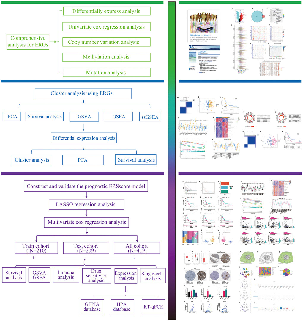 The flowchart of this study.