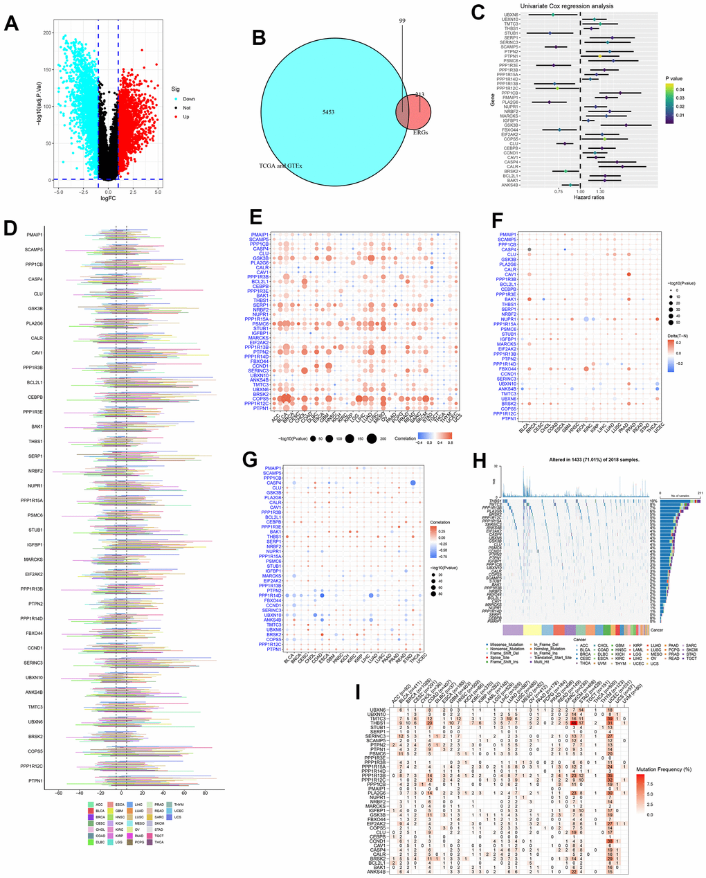 Identification and pan-cancer analysis of endoplasmic reticulum stress-related genes (ERGs). (A) The differentially expressed genes (DEGs) between pancreatic tumours and normal tissues. (B) The intersection of DEGs and ERGs. (C) Univariate Cox regression analysis for ERGs. (D) The copy number variation (CNV) of ERGs within pan-cancer. (E) The correlation between CNV and expression. (F) Methylation difference of ERGs between tumour and normal tissues. (G) The correlation between methylation and expression. (H) The oncoplot of ERGs mutation within pan-cancer. (I) Mutation frequency of ERGs.