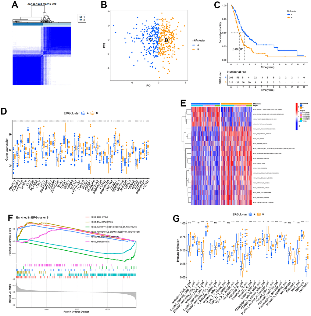 Identification of endoplasmic reticulum stress (ERS)-related molecular subtypes. (A) Heatmap of consensus matrix when k = 2. (B) The principal component analysis could remarkably distinguish ERGcluster A and B. (C) The survival curve of ERGcluster A and B. (D) The expression difference of endoplasmic reticulum stress-related genes (ERGs) between ERGcluster A and B. (E) GSVA analysis. (F) GSEA analysis. (G) ssGSEA analysis. (*p