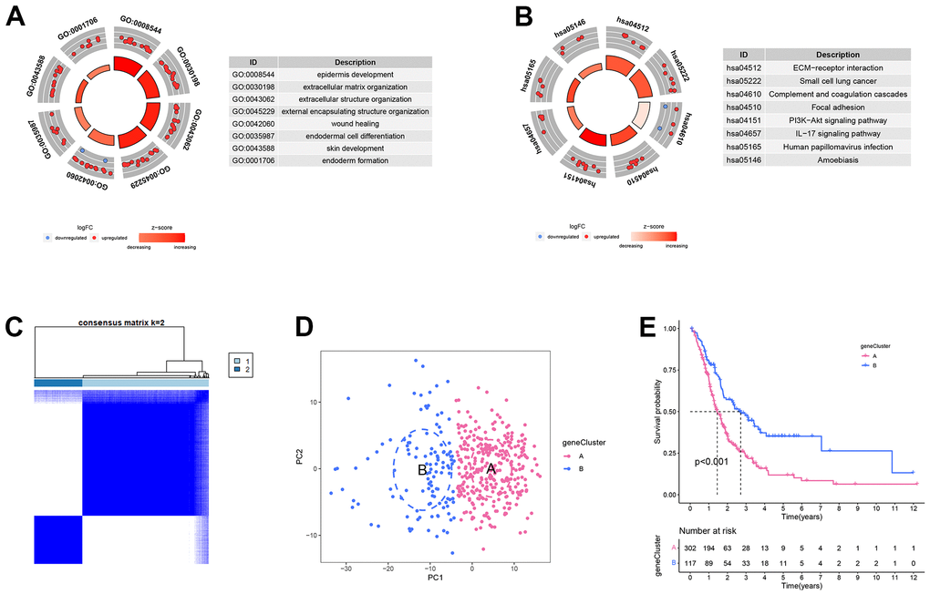 Differentially expressed analysis in the different endoplasmic reticulum stress-related subtypes. (A) GO enrichment analysis. (B) KEGG enrichment analysis. (C) Heatmap of consensus matrix when k = 2. (D) The principal component analysis could remarkably distinguish geneCluster A and B. (E) The survival curve of geneCluster A and B.