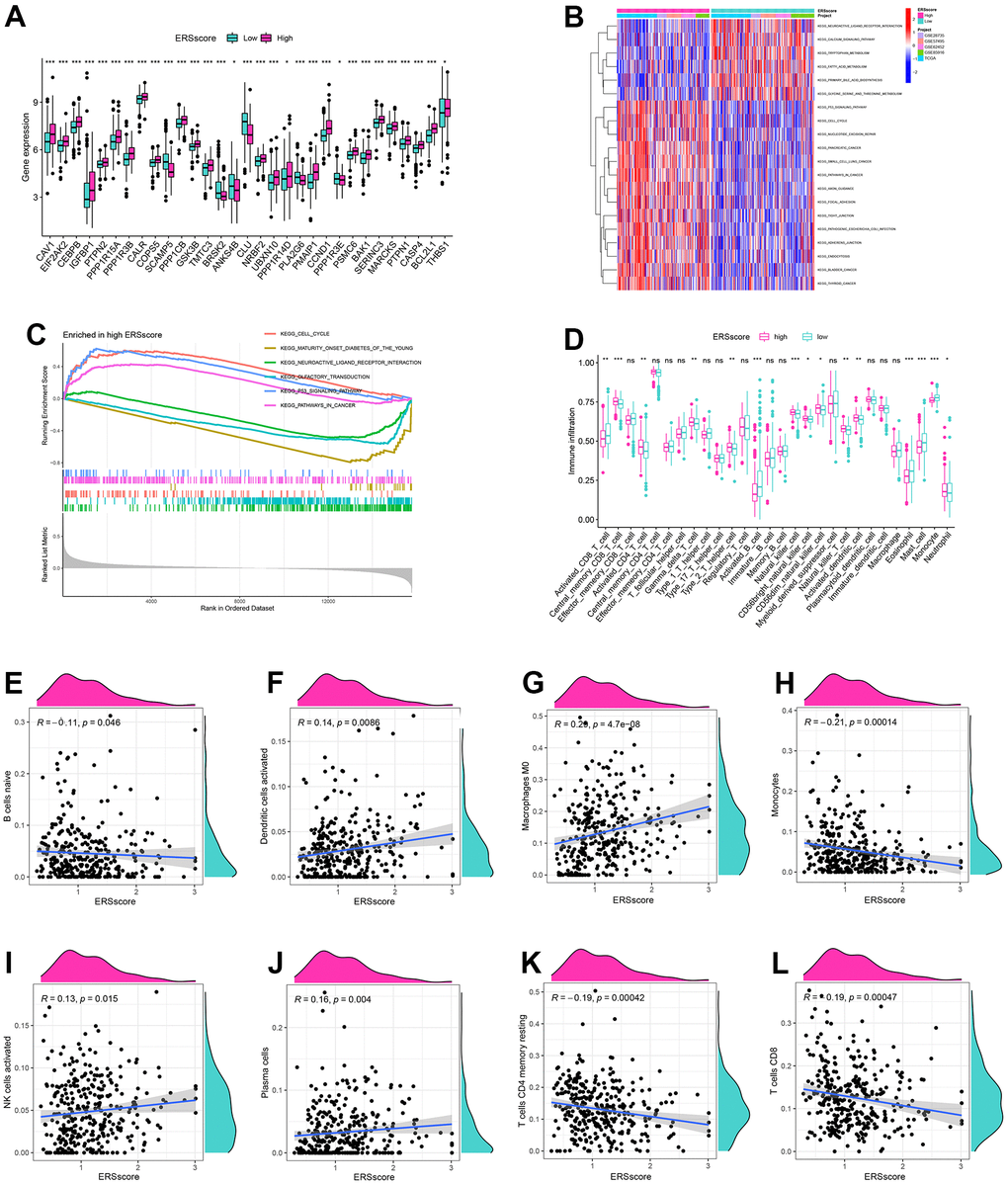 GSVA, GSEA and immune analysis. (A) The expression difference of endoplasmic reticulum stress-related genes between high and low ERS score. (B) GSVA analysis. (C) GSEA analysis. (D) ssGSEA analysis. Correlation of naive B cells (E), activated dendritic cells (F), macrophages M0 (G), monocytes (H), activated NK cells (I), plasma cells (J), memory resting CD4+ T cells (K) and CD8+ T cells (L), and ERS score based around the CIBERSORT algorithm. (*p