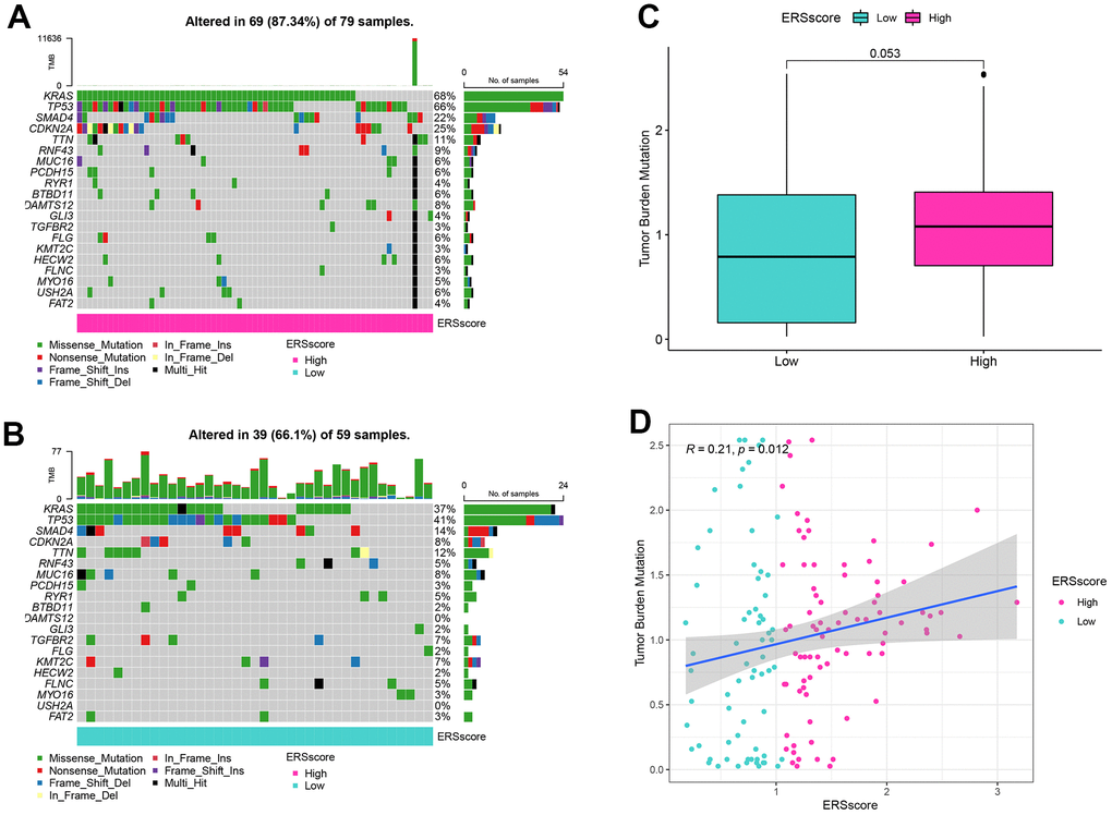 Mutation analysis. (A) Waterfall map of mutation landscape within the high ERS score group. (B) Waterfall map of mutation landscape within the low ERS score group. (C) The tumour mutation burden (TMB) between the different ERS score groups. (D) Correlation of TMB and ERS score.