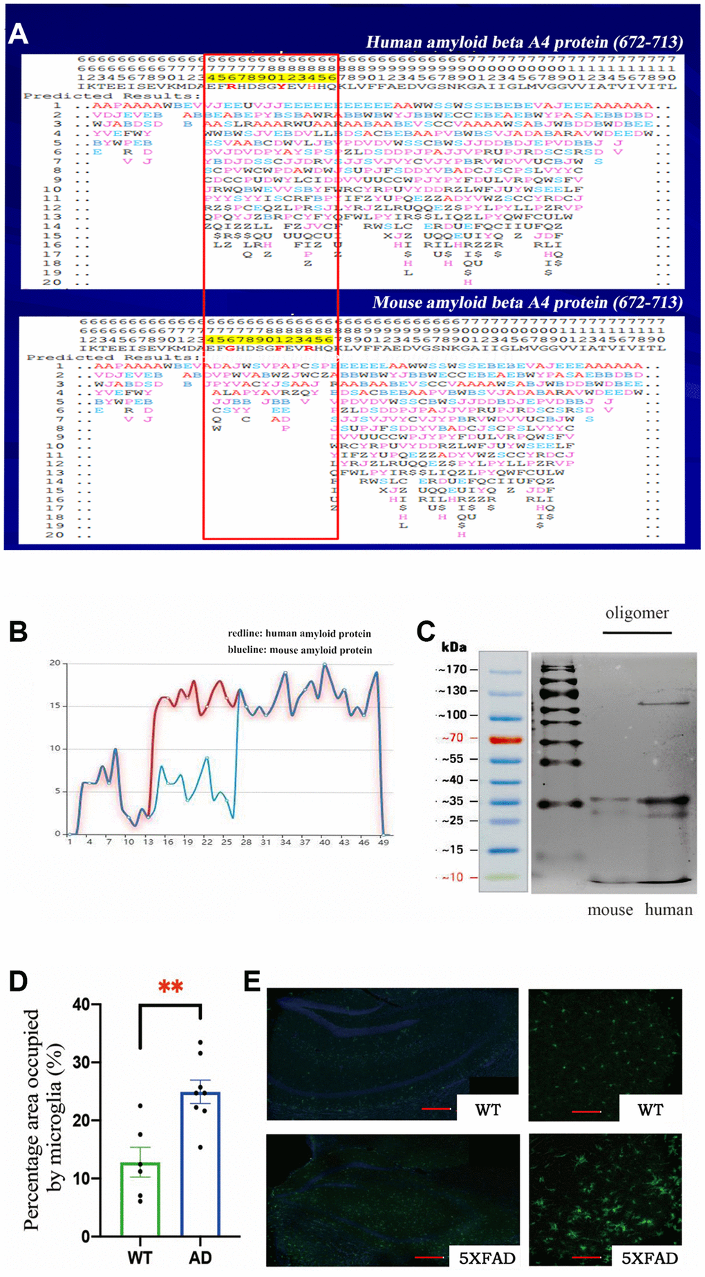 (A) The protein conformation fingerprint change matrix of the amino acid sequence of amyloid protein in mice and humans, (B) The protein conformation fingerprint change curve of the amino acid sequence of amyloid protein in mice and humans,(C) The amyloid protein oligomers in mice and humans, (D) The percentage area occupied by microglia in wild-type (n = 6) and AD (n = 8) samples (**P E) The cell bodies of microglia stained with Iba1 antibodies (green) in wild–type and transgenic mice as shown by confocal microscopy. Scale bar = 200 μm for left and 20 μm for right pictures.