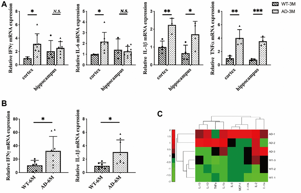 (A) The expression of interferon-γ (IFNγ), IL-6, interleukin-1β (IL-1β) and tumor necrosis factorα (TNFα) in the hippocampus and cortex in 3-month-old 5XFAD and wild-type mice (n = 4~8), (B) The expression of IFN-γ and IL-1β in 6-month-old 5XFAD and wild-type mice (n = 7~8), (C) The expression of inflammatory cytokines (IL-2, IL-13, IL-10, TNFα, IL-1b, IL-6, MCP-1, IL-17A, IL-1a) in the serum of 8-month-old 5XFAD and wild-type mice (n = 3) (*P **P ***P 