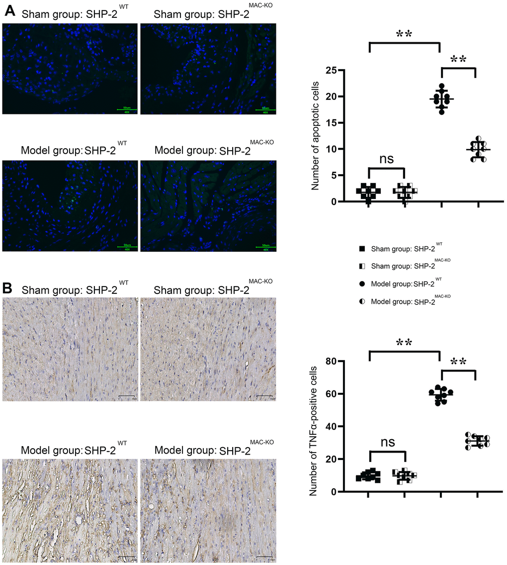 SHP2MAC-KO reduces the number of apoptosis and inflammatory cell infiltration in mouse myocardial infarction. (A) Plots of TUNEL staining results and statistics of the number of apoptotic cells; (B) immunohistochemical staining results and relative fluorescence intensity data of TNFα. **P0.05.