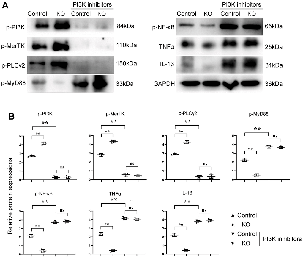 SHP2MAC-KO can mediate the PI3K/PLCγ signaling pathway to influence the expression of inflammatory factors and proteins related to phagocytic activity. (A) Protein band diagram of p-PI3K, p-MerTK, p-PLC Γ2, p-MyD88, p-NF-κb, TNF α, IFN γ, il-1β; (B) Relative protein expression amounts of p-PI3K, p-MerTK, p-PLCγ2, p-MyD88, p-NF-κb, TNF α, IL-1β. **P0.05.