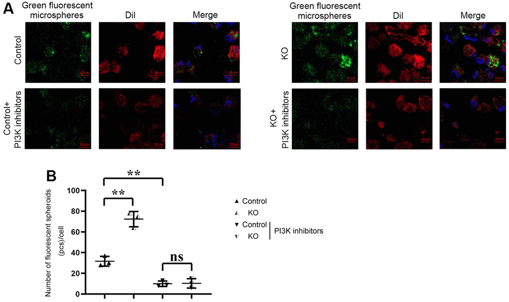 Phagocytosis of macrophages detected by phagocytosis assay with fluorescent microspheres. (A) Results of Phagocytosis Assay with Fluorescent Microspheres; (B) Statistics of Phagocytosis Assay with Fluorescent Microspheres. ** P0.05.