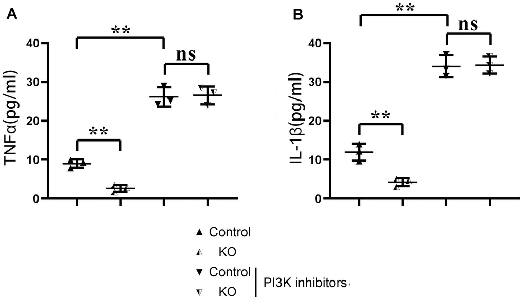 ELISA detection of the content of inflammatory factors in macrophages in each group. (A) Statistics of the TNF α; (B) Statistics of IL-1 β **P0.05.