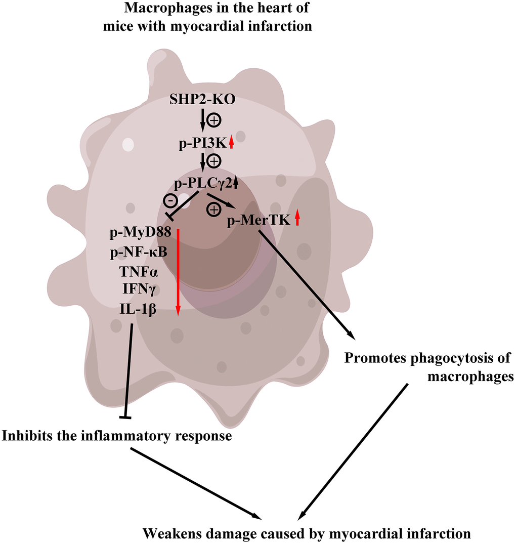Myeloid-specific knockout SHP2 mediates the PI3K/PLCγ signaling pathway, affects the expression of inflammatory factors and the level of phagocytic activity, thereby promoting the phagocytic activity of macrophages and reducing the content of inflammatory factors, thereby protecting early myocardial infarction injury.