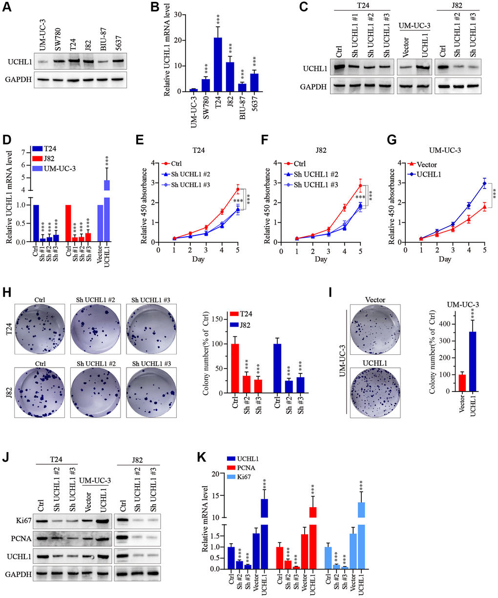 UCHL1 promotes the proliferation capacity of UBC cells in vitro. (A, B) WB and qRT-PCR tests on the UCHL1 protein and mRNA in several UBC cell lines including UM-UC-3, SW780, T24, J82, BIU-87 and 5637 (n = 3). (C, D) Design and WB/qRT-PRC functional validation assay of UCHL1-specific shRNAs and overexpression vectors (n = 3). (E–G) CCK8 proliferation assay to examine the impact of UCHL1 silencing or overexpression on the proliferative abilities of UBC cell lines including T24, J82 and UM-UC-3 (n = 3). (H, I) Colony formation assay to investigate the influences of UCHL1 silencing or overexpression on the proliferation of UBC cell lines (n = 3). (J, K) Ki67 and PCNA detection by WB and qRT-PCR method in UBC cell lines which were respectively treated by UCHL1-specific shRNAs or overexpression vectors (n = 3).