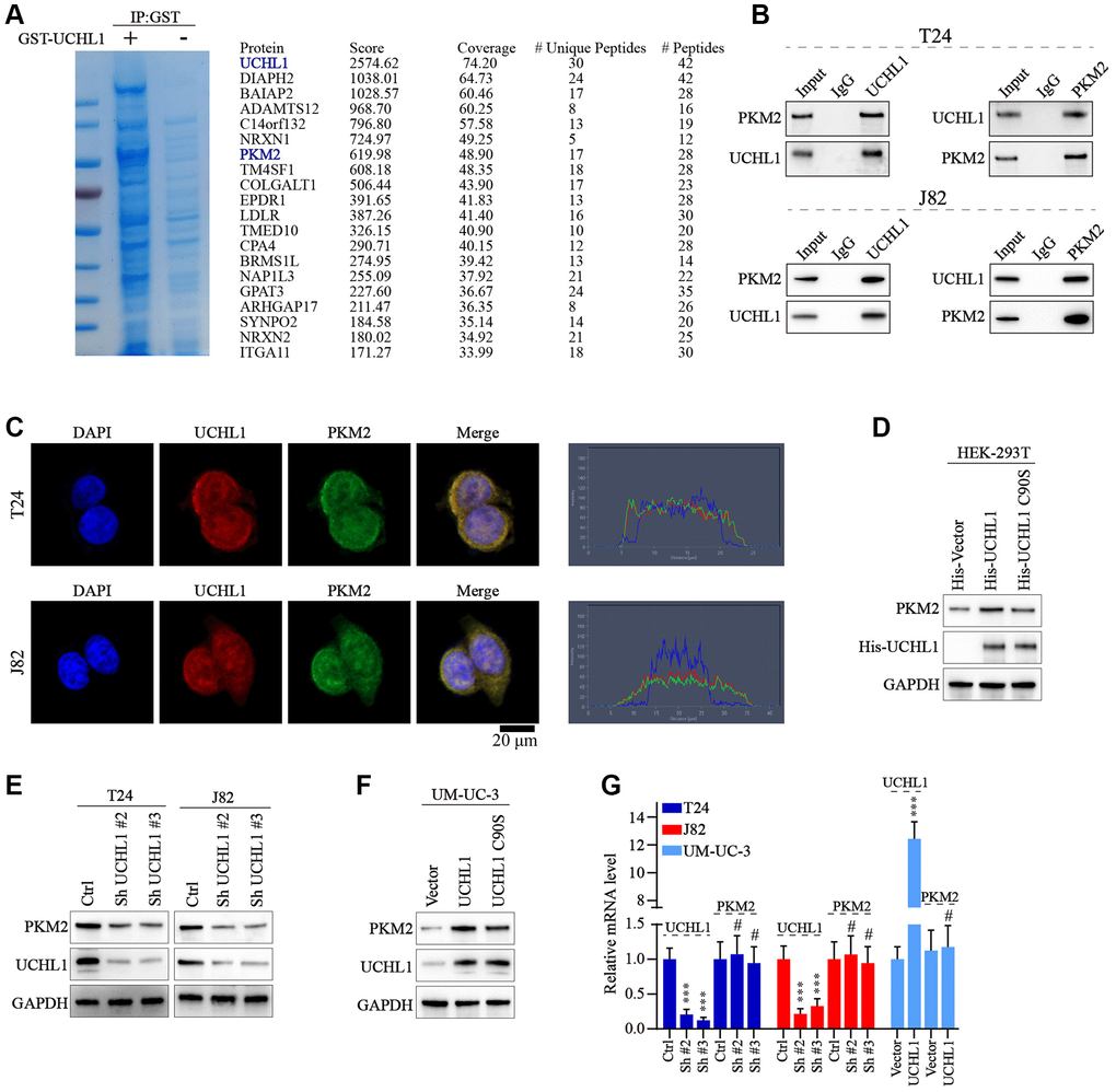 UCHL1 interacts with PKM2 and upregulates the PKM2 protein level. (A) Coomassie blue staining experiment on anti-UCHL1-immunoprecipitated cell protein samples, and Co-IP-MS assay was performed on samples immunoprecipitated by anti-UCHL1 antibody to investigate potential UCHL1 interacting protein targets. (B) Co-IP assay to confirm the protein-protein interaction of UCHL1 and PKM2 in T24 and J82 cell line models. (C) Immunofluorescence co-localization assay to confirm the protein interaction of UCHL1 and PKM2 in T24 and J82 cell line models. (D) Evaluation of UCHL1 regulatory role on PKM2 by exogenously transfection of His-tagged UCHL1 and His-tagged loss-of-function UCHL1 C90S mutated vector into HEK-293T cells. (E, F) Explore the impact of UCHL1 silencing or overexpression on PKM2 expression in UBC cancer cell line models by transfection of UCHL1-specific shRNAs or overexpression vectors. (G) PCR detection of PKM2 mRNA level modulated by UCHL1 in different UBC cell line groups respectively transfected with UCHL1-specific shRNAs or overexpression vectors (n = 3).