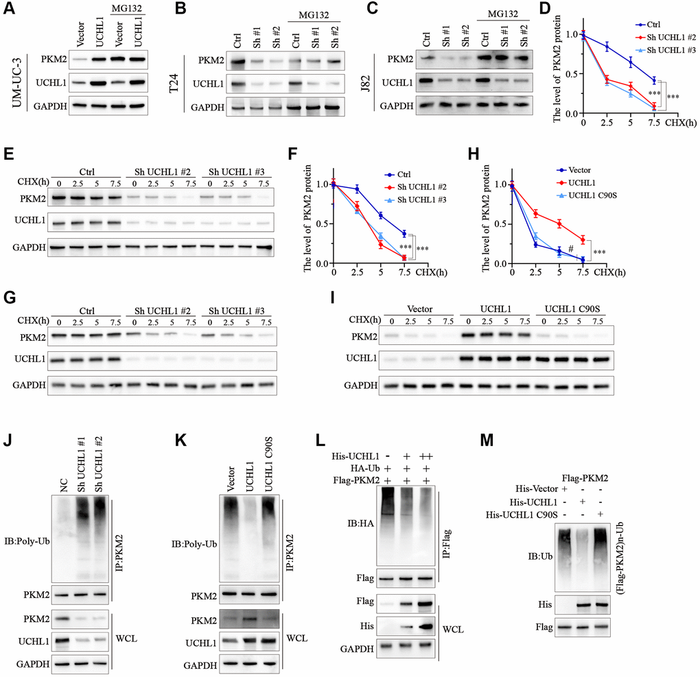 UCHL1 upregulates the expression of PKM2 in UBC cells via de-ubiquitination modulation. (A–C) WB assay on protein samples from UBC cell line groups respectively transfected with UCHL1 overexpression vector or shRNAs, in combination with or without MG132, in order to explore the impact of UCHL1 modulation on PKM2. (D–I) CHX chase experiment to detect PKM2 protein level degradation in UBC cell lines treated with UCHL1 shRNAs or UCHL1 wildtype/mutated overexpression vectors (n = 3). (J, K) PKM2 ubiquitination level detection using CO-IP method in UBC cell line groups treated with UCHL1 shRNAs or UCHL1 wildtype/mutated overexpression vectors. (L) PKM2 ubiquitination level detection using CO-IP method in HEK-293T cell line groups exogenously transfected with escalating dosage of His-tagged UCHL1 vectors, in combination of Flag-tagged PKM2 vectors and HA-tagged ubiquitin. (M) PKM2 ubiquitination level detection using CO-IP method in HEK-293T cell line groups exogenously transfected with His-tagged wildtype or mutated UCHL1 vectors, or control vectors, in combination of Flag-tagged PKM2 vectors.