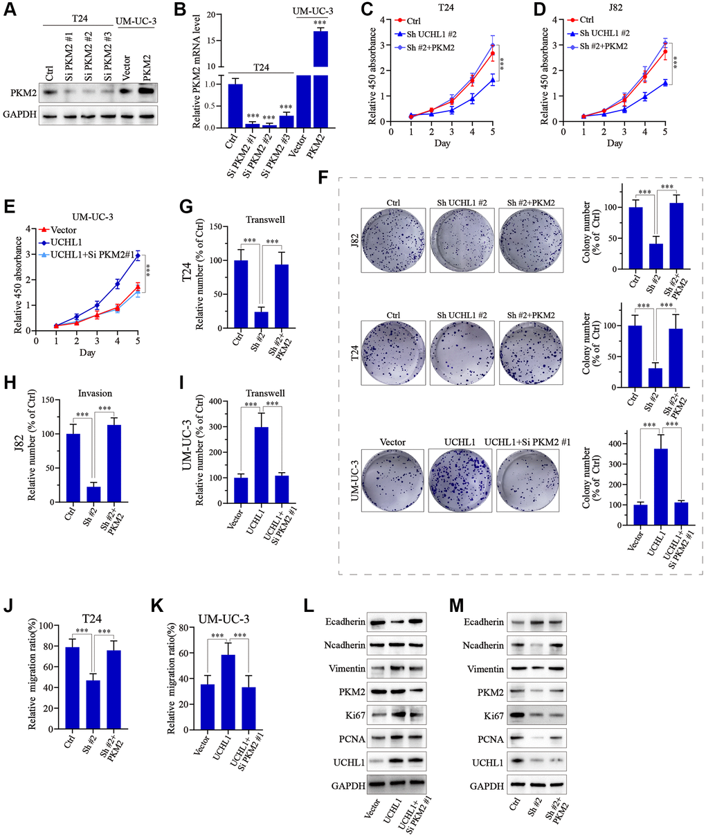 UCHL1 affects proliferation and migration capacity of UBC cells through PKM2 regulation. (A, B) Design and functional validation of PKM2 specific siRNA and overexpression vectors in UBC cancer cell line (T24 and UM-UC-3) via WB/PCR method. (C–E) CCK8 assay on UBC cell line groups respectively transfected with UCHL1 shRNA/overexpression vector in combination of PKM2 overexpression/siRNAs (n = 3). (F) Colony formation assay on UBC cell line groups respectively transfected with UCHL1 shRNAs/overexpression vector alone or in combination of PKM2 siRNA/overexpression vectors (n = 3). (G–I) Transwell and cellular invasion assay on UBC cell line groups transfected with UCHL1 shRNAs/overexpression alone or in combination with PKM2 siRNAs/overexpression vectors (n = 3). (J, K) Wound healing experiments on UBC cell line groups transfected with UCHL1 shRNAs/overexpression vector alone or in combination of PKM2 overexpression/siRNAs (n = 3). (L, M) WB investigation on EMT biomarkers and proliferation biomarkers in UBC cell line groups transfected UCHL1 shRNAs/overexpression vector alone or in combination of PKM2 overexpression/siRNAs.
