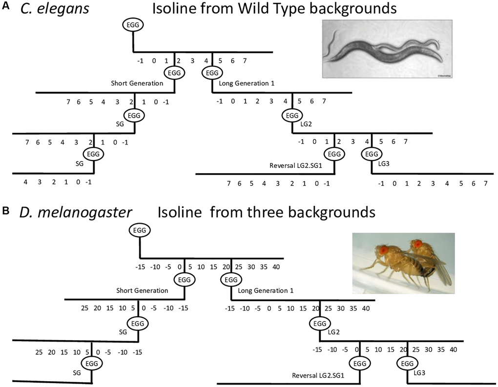 Schematic of the procedure used to establish long and short generation lines with consistent parental age at reproduction. Lines were established with short generation time (SG) or long generation time (LG) by maintaining the same parental age at reproduction for the next generation. For the reversal experiments, progeny of older parents were maintained for a certain number of long generations and then progeny were recovered at a younger age for several short generations. Using LG5.SG3 as an example, the progeny of the fifth long generation were recovered at a younger age for an additional three generations, and the progeny were then analyzed. The parental age for SG and LG lines was day 2 and day 4–5 of adulthood, respectively, for C. elegans (A), and day 2–6 and day 15–40 of adulthood, respectively, for D. melanogaster (B), depending on the genetic background.