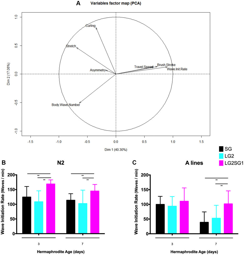 Effect of parental age on the motility of their progeny in C. elegans. (A) Principal component analysis of the swimming behavior of N2 C. elegans. Progeny from SG4, LG2, LG2.SG1 lines were evaluated on day 3 and day 7 of adulthood. Eight motility measures were calculated from movies of two independent experiments. PC1 was maximally discriminant for the three categories of worms (SG4, LG2, LG2.SG1), with 80% composed of wave initiation rates. This axis also discriminates between the two time points (ages 3 and 7 days). (B, C) Wave initiation rates (waves/min) for N2 (B) and A (C) lines. Mean ± SD for n > 28 per condition. **p 