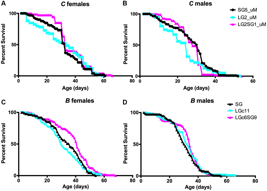 Effect of parental age on the longevity of D. melanogaster progeny. (A–D) Lifespan analysis of female (A, C) and male (B, D) for C lines (A, B) and B lines (C, D) of flies. Lifespan analysis of separated sexes (uM) for C lines, which genetics background is related to stock B, confirms that the observation with mixed sexes is similar when observing parental age effect. See Table 1 for replicate experiments and statistical analysis.