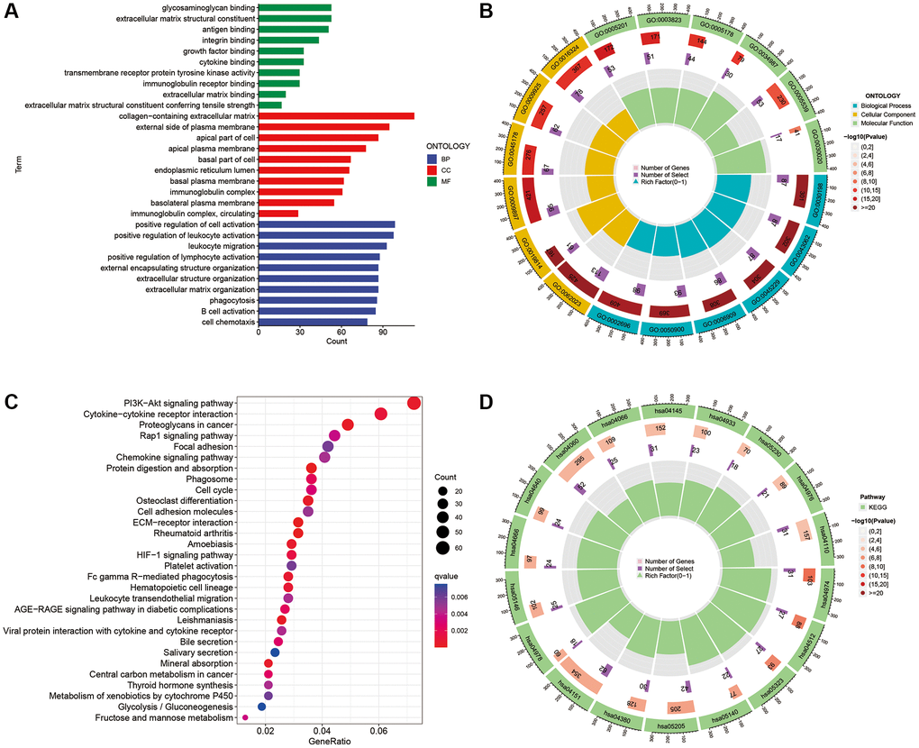 GO and KEGG enrichment analysis. (A, B) GO analysis of DEGs between the two risk subgroups. (C, D) KEGG analysis of the DEGs between the two risk subgroups.