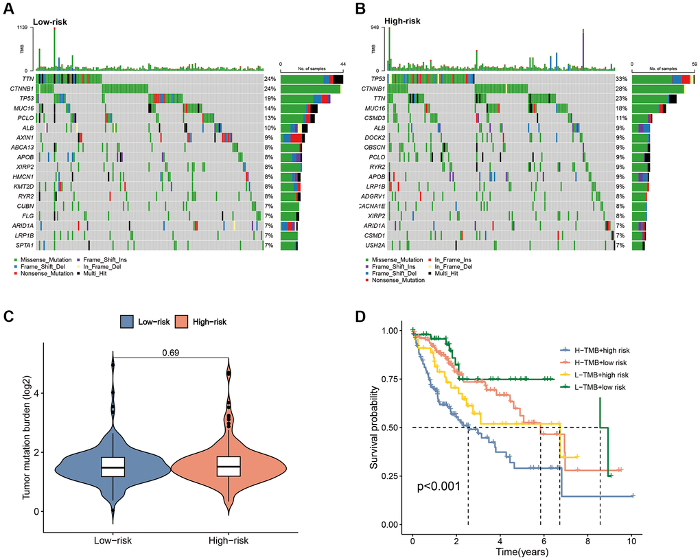 Correlation of the CAFRss with TMB. (A, B) Mutation waterfall plots in the two subgroups. (C) Comparison of TMB between the two risk subgroups. (D) K-M curves for the TMB subgroups combined with the risk subgroups.