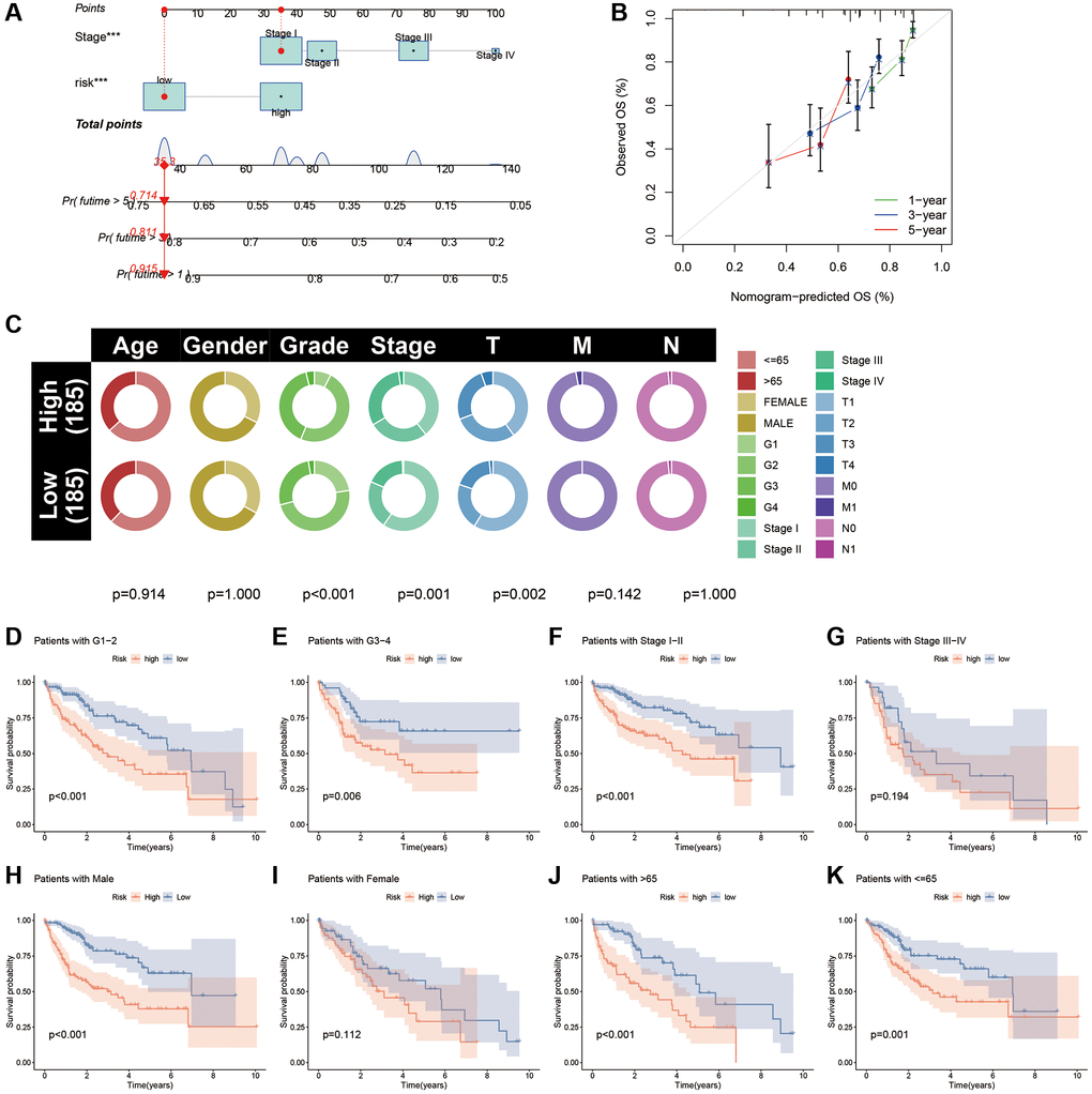Nomogram and clinical subgroup analysis based on CAFRss. (A) Construction of a nomogram for HCC. (B) The calibration curves for the nomogram. (C) Circle plots show the differences in clinical parameters between the two risk subgroups. (D–K) The K-M curves show the survival differences between the high- and low-risk subgroups in the tumour grade (D, E), tumour stage (F, G), gender (H, I) and age (J, K) subgroups.