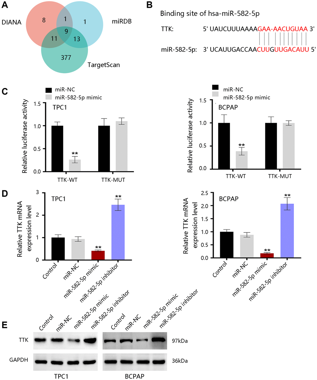 The upstream miRNAs of TTK. (A) Nine consistent miRNAs in three databases. (B) The binding site of miR-582-5p and TTK. (C) Validation of the binding site in TPC1 and BCPAP cells. (D) qRT-PCR and (E) western blot results for detecting expression change of TTK upon treatment of miR-582-5p mimics and inhibitors in PTC cells. Compared with miR-NC, **P 