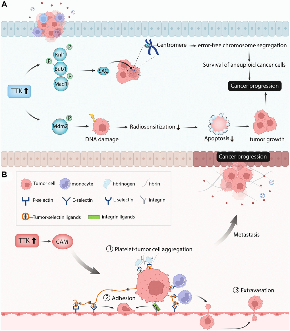 The diagram showed the possible mechanism of TTK involved in papillary thyroid cancer. (A) TTK was essential for tumor cell growth in the aspects of cell proliferation, cell cycle, and cell apoptosis. (B) TTK was related to cancer cell metastasis.