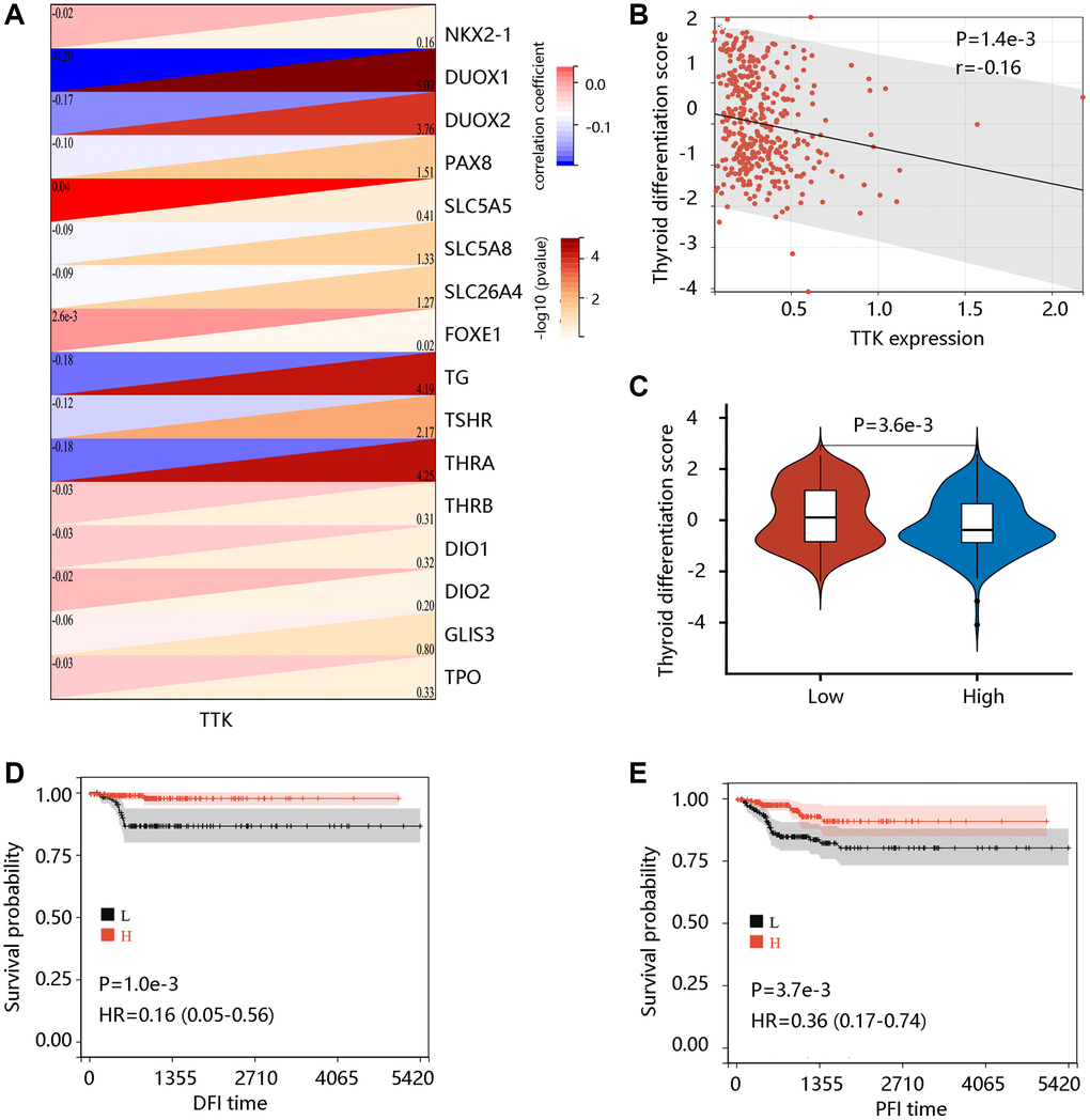 The value of TTK in PTC dedifferentiation. (A) Significant association of TTK with 16 thyroid-specific genes. (B) The significant negative correlation between TTK and thyroid differentiation score (TDS). (C) Higher TDS in low TTK expression group. Patients with high TDS had favorable (D) DFI and (E) PFI.