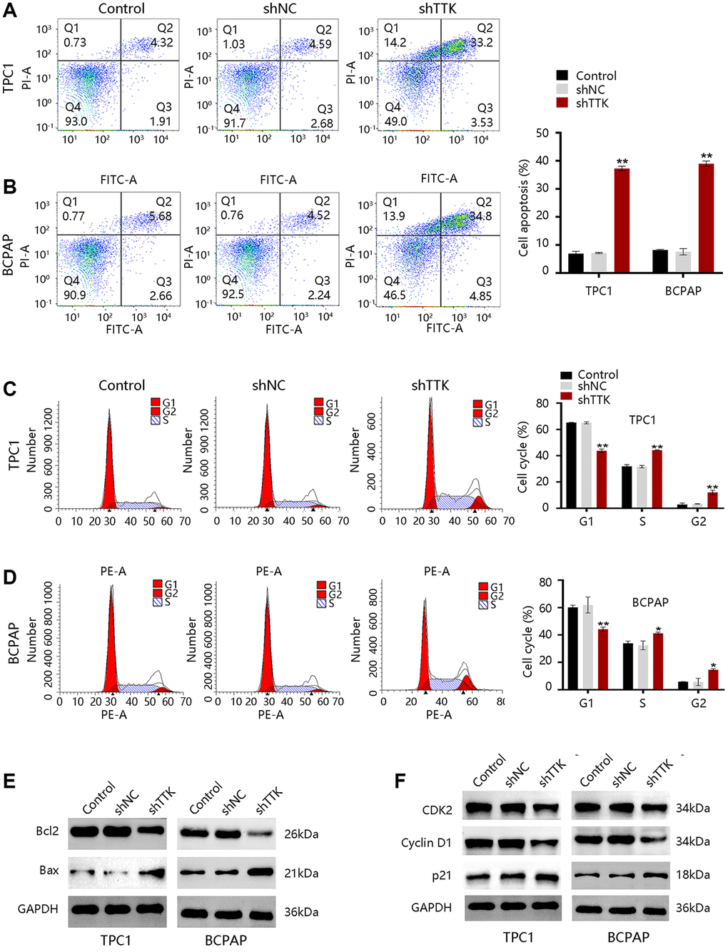 TTK inhibits cell apoptosis and accelerates cell cycle progression in TPC1 and BCPAP cells. (A, B) Results of cell apoptosis numbers (left) and cell apoptosis ratio (right). (C, D) Cell cycle results of peak diagrams (left) and cell distribution in different phases (right). Western blot for (E) apoptosis-related proteins and (F) cell cycle-related proteins in TTK-knockdown TPC1 and BCPAP cells. Compared with shNC, *P **P 