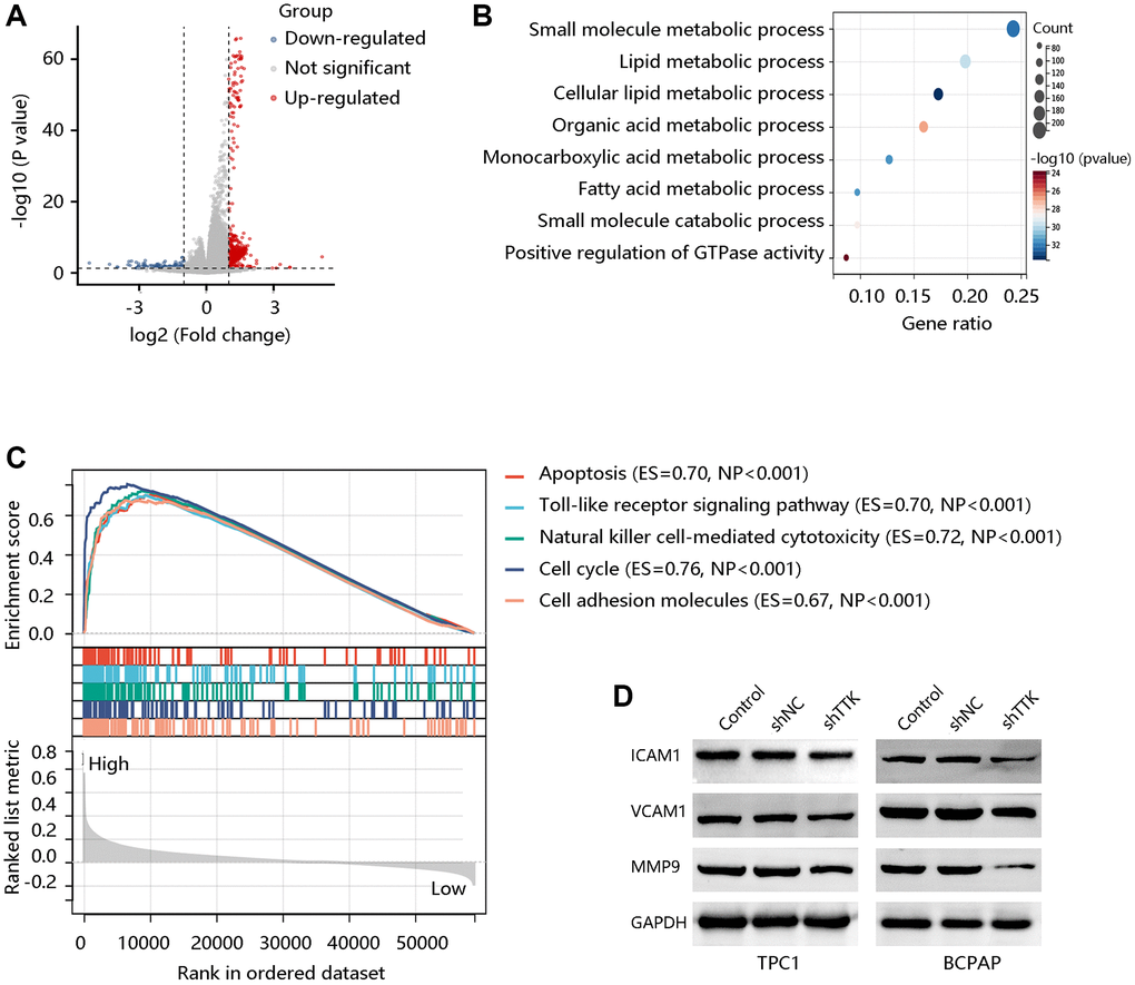 TTK activates the cell adhesion molecules (CAM) pathway. (A) The volcano plot shows differentially expressed genes (DEGs). (B) The biological processes of the significant DEGs. (C) Top five pathways enriched in high TTK expression group. (D) Western blot for the proteins in the CAM pathway.