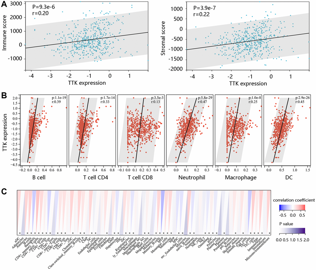 The significant relationship between TTK and immune cell infiltration. (A) TTK was positively related to immune and stromal scores using the ESTIMATE algorithm. The significant relation between TTK and several immune cells using the (B) TIMER and (C) xCELL algorithms.